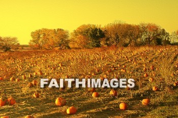 Thanksgiving, pumpkin, pumpkin, field, harvest, giving, thanks, thankful, God, public, celebration, holiday, acknowledgment, divine, favor, kindness, grateful, gratitude, family, friend, Blessing, consecration, favor, grace, Praise, fall