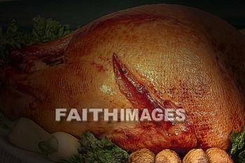 turkey, Fowl, bird, animal, dish, Thanksgiving, food, giving, thanks, thankful, public celebration, holiday, acknowledgment, divine, favor, kindness, grateful, gratitude, family, friend, Blessing, consecration, favor, grace, Praise, fall