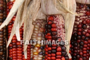 Corn, Thanksgiving, giving, thanks, thankful, God, public, celebration, holiday, acknowledgment, divine, favor, kindness, grateful, gratitude, family, friend, Blessing, consecration, favor, grace, Praise, fall, harvest, thanksgivings, Gods