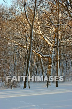 winter, coldest, season, cold, coldness, Frozen, freeze, Precipitation, white, translucent, ice, crystal, soft, white, flakes.snow, flake, vapor, watery, particle, Falling, Beautiful, winters, seasons, precipitations, whites, ices