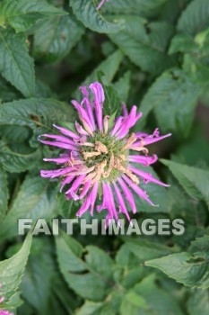 flower, flower, summer, warmest, season, year, warm, sunshine, sun, hot, outdoors, flowers, summers, seasons, years, suns