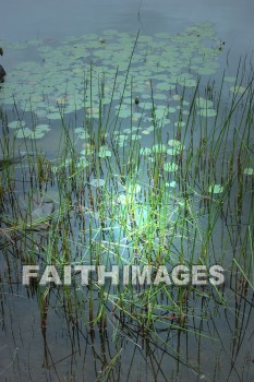 reed, summer, warmest, season, year, warm, sunshine, sun, hot, outdoors, reeds, summers, seasons, years, suns