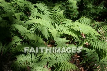 plant, root, stem, leaf, fern, summer, warmest, season, year, warm, sunshine, sun, hot, outdoors, plants, roots, stems, leaves, ferns, summers, seasons, years, suns