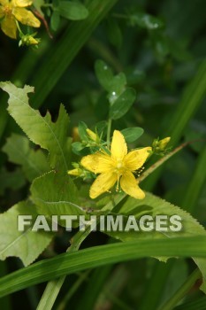 flower, flower, summer, warmest, season, year, warm, sunshine, sun, hot, outdoors, flowers, summers, seasons, years, suns