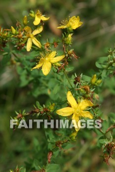 flower, flower, summer, warmest, season, year, warm, sunshine, sun, hot, outdoors, flowers, summers, seasons, years, suns