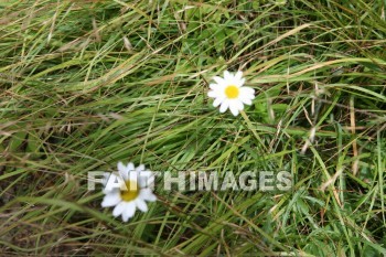 flower, flower, summer, warmest, season, year, warm, sunshine, sun, hot, outdoors, flowers, summers, seasons, years, suns