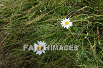 flower, flower, summer, warmest, season, year, warm, sunshine, sun, hot, outdoors, flowers, summers, seasons, years, suns