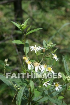 flower, flower, summer, warmest, season, year, warm, sunshine, sun, hot, outdoors, flowers, summers, seasons, years, suns