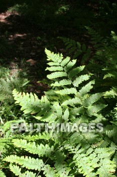 plant, root, stem, leaf, fern, summer, warmest, season, year, warm, sunshine, sun, hot, outdoors, plants, roots, stems, leaves, ferns, summers, seasons, years, suns