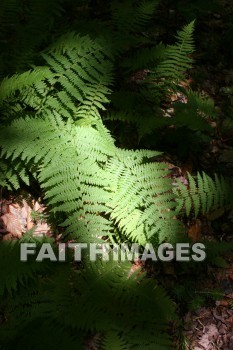 plant, root, stem, leaf, fern, summer, warmest, season, year, warm, sunshine, sun, hot, outdoors, plants, roots, stems, leaves, ferns, summers, seasons, years, suns