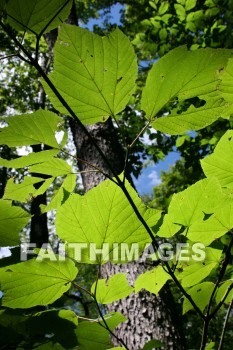 summer, warmest, season, year, warm, sunshine, sun, hot, outdoors, summers, seasons, years, suns