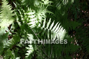 plant, root, stem, leaf, fern, summer, warmest, season, year, warm, sunshine, sun, hot, outdoors, plants, roots, stems, leaves, ferns, summers, seasons, years, suns