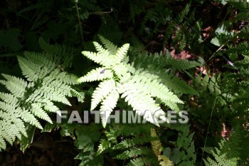 plant, root, stem, leaf, fern, summer, warmest, season, year, warm, sunshine, sun, hot, outdoors, plants, roots, stems, leaves, ferns, summers, seasons, years, suns