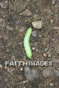 catepillar, insect, summer, warmest, season, year, warm, sunshine, sun, hot, outdoors, insects, summers, seasons, years, suns