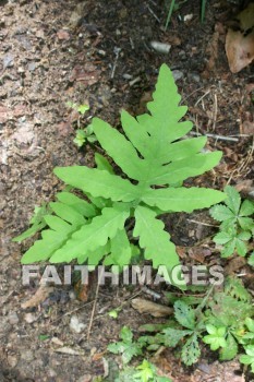 plant, root, stem, leaf, fern, summer, warmest, season, year, warm, sunshine, sun, hot, outdoors, plants, roots, stems, leaves, ferns, summers, seasons, years, suns