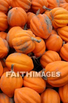 autumn, fall, season, harvest, foliage, grown, fair, weather, mature, falls, seasons, harvests, foliages, fairs, weathers