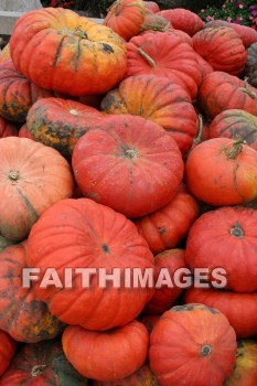 autumn, fall, season, harvest, foliage, grown, fair, weather, mature, falls, seasons, harvests, foliages, fairs, weathers