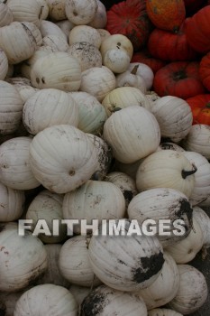 autumn, fall, season, harvest, foliage, grown, fair, weather, mature, falls, seasons, harvests, foliages, fairs, weathers