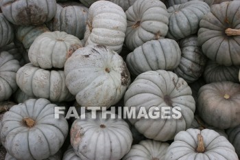 autumn, fall, season, harvest, foliage, grown, fair, weather, mature, falls, seasons, harvests, foliages, fairs, weathers