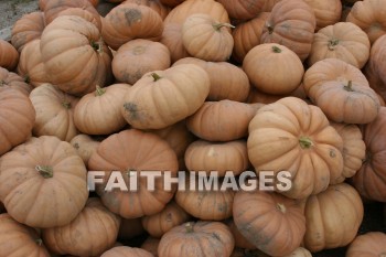 autumn, fall, season, harvest, foliage, grown, fair, weather, mature, falls, seasons, harvests, foliages, fairs, weathers