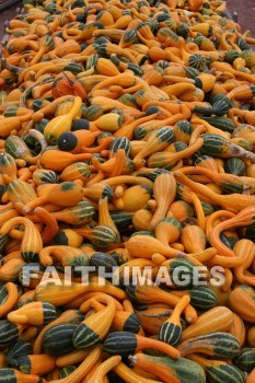 autumn, fall, season, harvest, foliage, grown, fair, weather, mature, falls, seasons, harvests, foliages, fairs, weathers