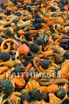 autumn, fall, season, harvest, foliage, grown, fair, weather, mature, falls, seasons, harvests, foliages, fairs, weathers