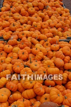 pumpkin, autumn, fall, season, harvest, foliage, grown, fair, weather, mature, pumpkins, falls, seasons, harvests, foliages, fairs, weathers