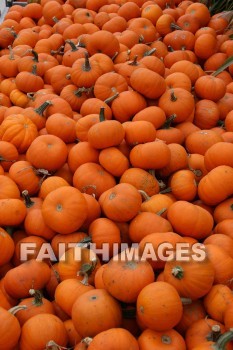 pumpkin, autumn, fall, season, harvest, foliage, grown, fair, weather, mature, pumpkins, falls, seasons, harvests, foliages, fairs, weathers