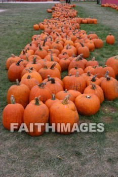 pumpkin, autumn, fall, season, harvest, foliage, grown, fair, weather, mature, pumpkins, falls, seasons, harvests, foliages, fairs, weathers