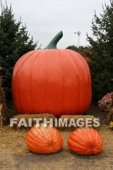 pumpkin, autumn, fall, season, harvest, foliage, grown, fair, weather, mature, pumpkins, falls, seasons, harvests, foliages, fairs, weathers