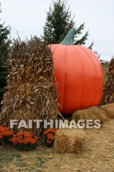 pumpkin, autumn, fall, season, harvest, foliage, grown, fair, weather, mature, pumpkins, falls, seasons, harvests, foliages, fairs, weathers