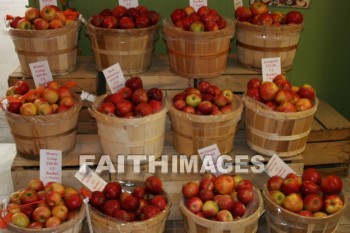 apples, food, autumn, fall, season, harvest, foliage, grown, fair, weather, mature, foods, falls, seasons, harvests, foliages, fairs, weathers