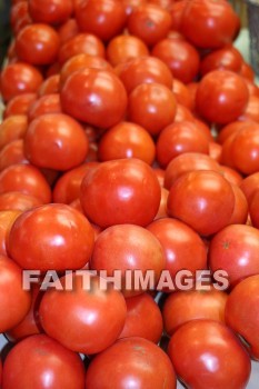 tomatoe.tomatoes, food, autumn, fall, season, harvest, foliage, grown, fair, weather, mature, foods, falls, seasons, harvests, foliages, fairs, weathers