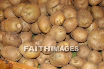 potatoe, potato, new, autumn, fall, season, harvest, foliage, grown, fair, weather, mature, potatoes, falls, seasons, harvests, foliages, fairs, weathers