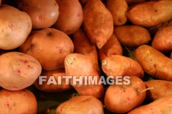 potato, sweet, autumn, fall, season, harvest, foliage, grown, fair, weather, mature, potatoes, falls, seasons, harvests, foliages, fairs, weathers