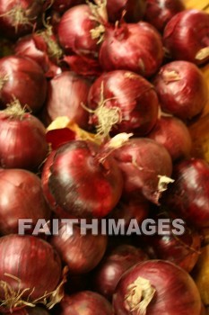 onion, red, autumn, fall, season, harvest, foliage, grown, fair, weather, mature, onions, falls, seasons, harvests, foliages, fairs, weathers