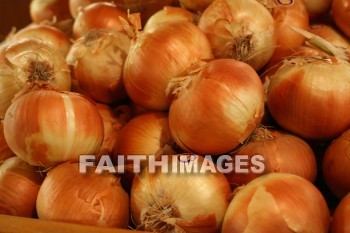 onion, yellow, autumn, fall, season, harvest, foliage, grown, fair, weather, mature, onions, yellows, falls, seasons, harvests, foliages, fairs, weathers