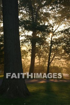 evening, dusk, mist, shadow, tree, autumn, fall, season, harvest, foliage, grown, fair, weather, mature, evenings, dusks, mists, shadows, trees, falls, seasons, harvests, foliages, fairs, weathers