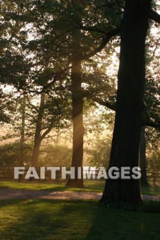 evening, dusk, mist, shadow, tree, autumn, fall, season, harvest, foliage, grown, fair, weather, mature, evenings, dusks, mists, shadows, trees, falls, seasons, harvests, foliages, fairs, weathers