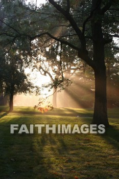 evening, dusk, mist, shadow, tree, autumn, fall, season, harvest, foliage, grown, fair, weather, mature, evenings, dusks, mists, shadows, trees, falls, seasons, harvests, foliages, fairs, weathers