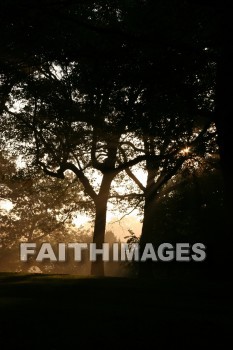 evening, dusk, mist, shadow, tree, autumn, fall, season, harvest, foliage, grown, fair, weather, mature, evenings, dusks, mists, shadows, trees, falls, seasons, harvests, foliages, fairs, weathers