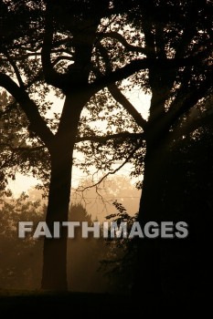 evening, dusk, mist, shadow, tree, autumn, fall, season, harvest, foliage, grown, fair, weather, mature, evenings, dusks, mists, shadows, trees, falls, seasons, harvests, foliages, fairs, weathers