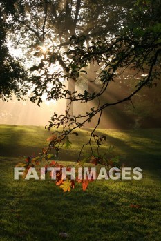 evening, dusk, mist, shadow, tree, autumn, fall, season, harvest, foliage, grown, fair, weather, mature, evenings, dusks, mists, shadows, trees, falls, seasons, harvests, foliages, fairs, weathers