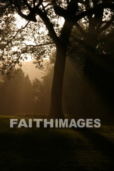 evening, dusk, mist, shadow, tree, autumn, fall, season, harvest, foliage, grown, fair, weather, mature, evenings, dusks, mists, shadows, trees, falls, seasons, harvests, foliages, fairs, weathers