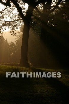 evening, dusk, mist, shadow, tree, autumn, fall, season, harvest, foliage, grown, fair, weather, mature, evenings, dusks, mists, shadows, trees, falls, seasons, harvests, foliages, fairs, weathers