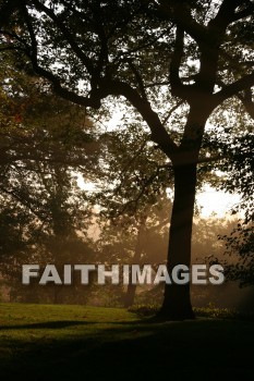 evening, dusk, mist, shadow, tree, autumn, fall, season, harvest, foliage, grown, fair, weather, mature, evenings, dusks, mists, shadows, trees, falls, seasons, harvests, foliages, fairs, weathers