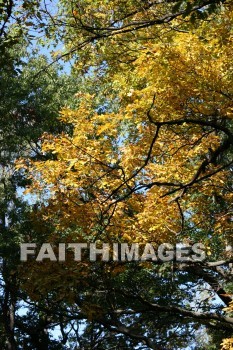 tree, tree, golden, autumn, fall, season, harvest, foliage, grown, fair, weather, mature, trees, falls, seasons, harvests, foliages, fairs, weathers