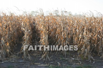 Corn, field, autumn, fall, season, harvest, foliage, grown, fair, weather, mature, fields, falls, seasons, harvests, foliages, fairs, weathers