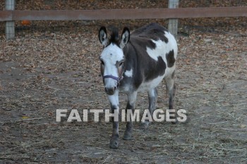 mule, autumn, fall, season, harvest, foliage, grown, fair, weather, mature, Mules, falls, seasons, harvests, foliages, fairs, weathers