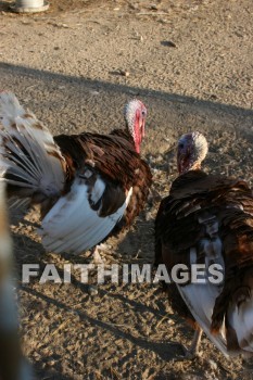 turkey, Fowl, bird, animal, Thanksgiving, autumn, fall, season, harvest, foliage, grown, fair, weather, mature, turkeys, birds, animals, falls, seasons, harvests, foliages, fairs, weathers